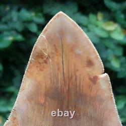 #1343 6.02 MEGALODON Shark Tooth from Indonesia / GLUED