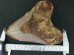 #1343 6.02 MEGALODON Shark Tooth from Indonesia / GLUED