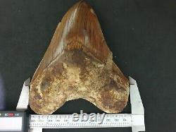 #1343 6.02 MEGALODON Shark Tooth from Indonesia / GLUED