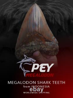 #1343 6.02 MEGALODON Shark Tooth from Indonesia / GLUED