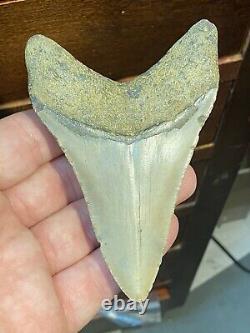 (#14) Higher Grade Huge 4 1/4 Megalodon Giant Shark Tooth Teeth Extinct Fossil