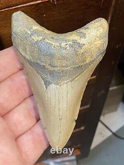 (#14) Higher Grade Huge 4 1/4 Megalodon Giant Shark Tooth Teeth Extinct Fossil