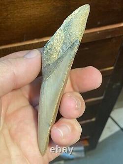 (#14) Higher Grade Huge 4 1/4 Megalodon Giant Shark Tooth Teeth Extinct Fossil