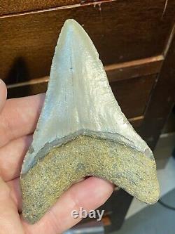 (#14) Higher Grade Huge 4 1/4 Megalodon Giant Shark Tooth Teeth Extinct Fossil