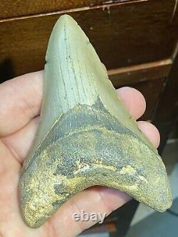 (#14) Higher Grade Huge 4 1/4 Megalodon Giant Shark Tooth Teeth Extinct Fossil