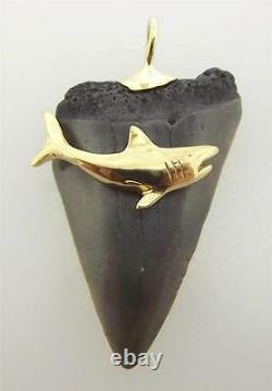 14kt Yellow Gold Authentic Megalodon Tooth Shark Pendant (26p 580-10079)