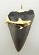 14kt Yellow Gold Authentic Megalodon Tooth Shark Pendant (26p 580-10079)