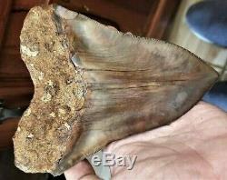 15,1 cm. MEGALODON Shark Tooth 100% Natural Fossil / 5.94 Huge Shark Tooth
