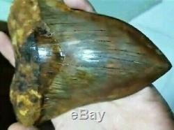 15,1 cm. MEGALODON Shark Tooth 100% Natural Fossil / 5.94 Huge Shark Tooth