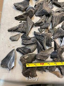 15 Pounds Fossil MEGALODON Shark Tooth Teeth Partials 100% AUTHENTIC Free Ship 6