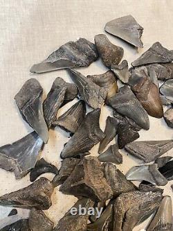 15 Pounds Fossil MEGALODON Shark Tooth Teeth Partials 100% AUTHENTIC Free Ship 6