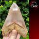 #1659? 6.20 Megalodon Shark Tooth No Repair No Restoration 100% Natural