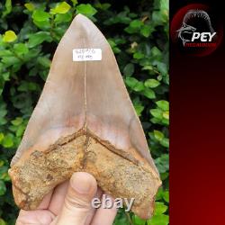 #1659? 6.20 Megalodon shark tooth No repair No restoration 100% Natural