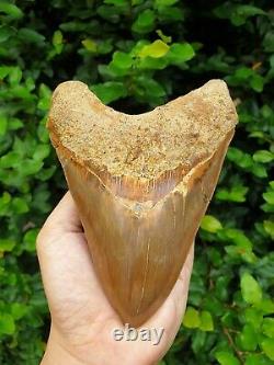 #1659? 6.20 Megalodon shark tooth No repair No restoration 100% Natural