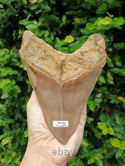 #1659? 6.20 Megalodon shark tooth No repair No restoration 100% Natural