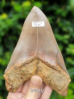 #1659? 6.20 Megalodon shark tooth No repair No restoration 100% Natural