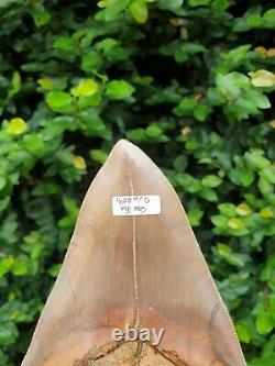 #1659? 6.20 Megalodon shark tooth No repair No restoration 100% Natural