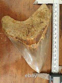 #1659? 6.20 Megalodon shark tooth No repair No restoration 100% Natural