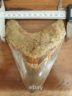 #1659? 6.20 Megalodon shark tooth No repair No restoration 100% Natural