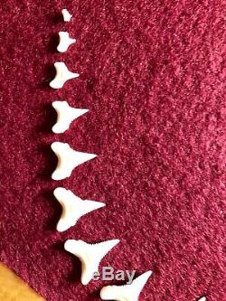 16 GREAT WHITE JAW TOOTH shark teeth megalodon fossil dinosaur bone