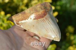 #17, NICE 4.95 MEGALODON SHARK TOOTH! GREAT serrations + colour  U. K STOCK