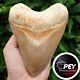 #1920? 5.74 Megalodon Tooth 100% Natural