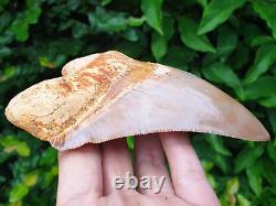 #1920? 5.74 Megalodon Tooth 100% Natural