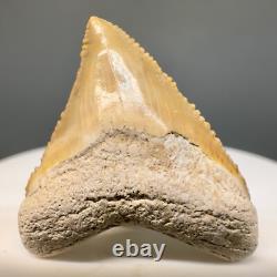 1.26 Baby Fossil MEGALODON Tooth Bone Valley, FL- Beautiful Color, Serrations