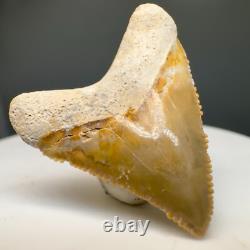 1.26 Baby Fossil MEGALODON Tooth Bone Valley, FL- Beautiful Color, Serrations