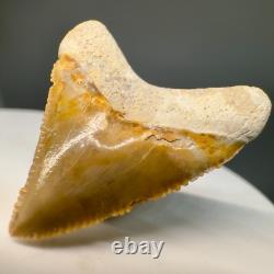 1.26 Baby Fossil MEGALODON Tooth Bone Valley, FL- Beautiful Color, Serrations