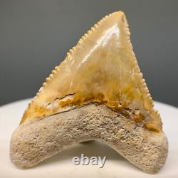 1.26 Baby Fossil MEGALODON Tooth Bone Valley, FL- Beautiful Color, Serrations