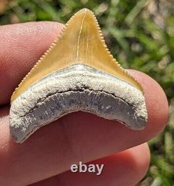 1.43 Bone Valley Megalodon Shark Tooth. #108