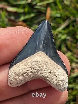 1.59 Bone Valley Megalodon Shark Tooth. #51