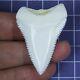1.779'' Modern Principle Great White Shark Tooth Megalodon Sharks Movie Fan Rt07