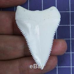 1.779'' Modern Principle Great White Shark Tooth Megalodon Sharks Movie Fan RT07