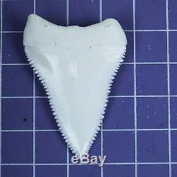 1.779'' Modern Principle Great White Shark Tooth Megalodon Sharks Movie Fan RT07