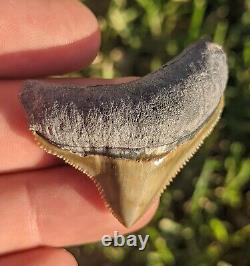 1.77 Bone Valley Posterior Megalodon Shark Tooth. #033