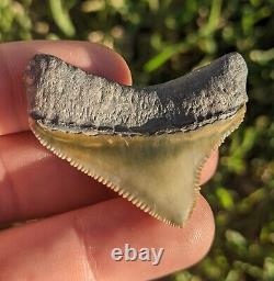 1.77 Bone Valley Posterior Megalodon Shark Tooth. #033