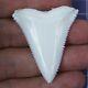 1.790'' Modern Great White Shark Tooth Megalodon For Necklace Making Rt69