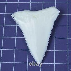 1.790'' Modern Great White Shark Tooth Megalodon for Necklace Making RT69