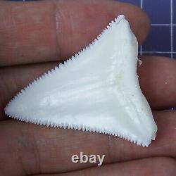 1.790'' Modern Great White Shark Tooth Megalodon for Necklace Making RT69