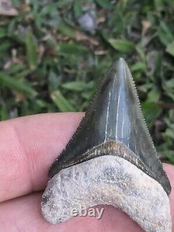 1.86 Bone Valley Megalodon Shark Tooth