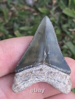 1.86 Bone Valley Megalodon Shark Tooth