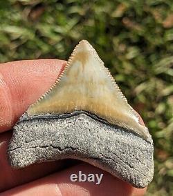 1.87 Bone Valley Megalodon Shark Tooth. #23