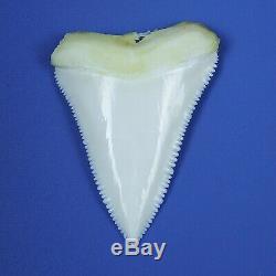 1.909'' Modern Principle Great White Shark Tooth Megalodon Sharks Movie Fan BT90