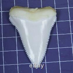 1.925'' Modern Principle Great White Shark Tooth Megalodon Sharks Movie Fan B100