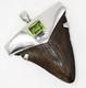 1.95-inch Fossil Shark Tooth Pendant Megalodon Tooth, Sterling Silver Cap