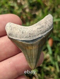 1.98 Bone Valley Megalodon Shark Tooth. #008