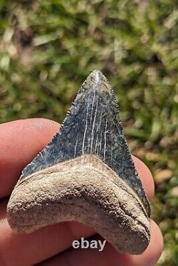 1.98 Bone Valley Megalodon Shark Tooth. #125