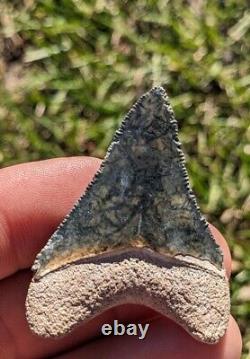 1.98 Bone Valley Megalodon Shark Tooth. #125